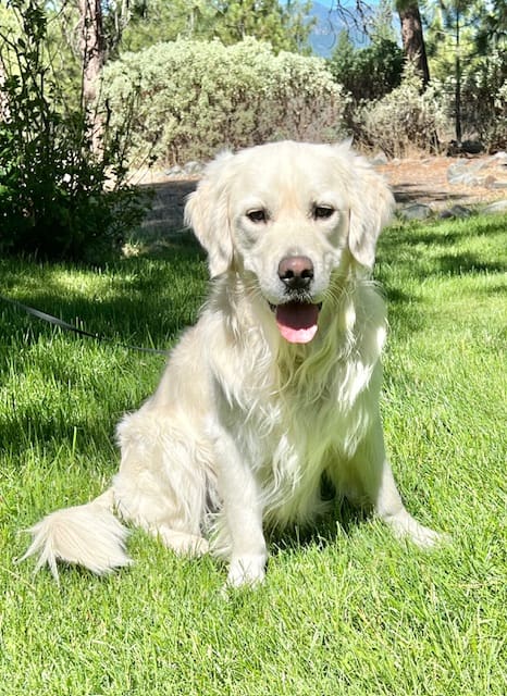Cream golden retriever panting on lawn